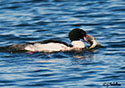 Mergus merganser